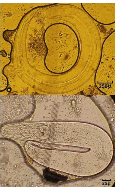 Gambar 3.  S. obvelata yang ditemukan pada usus hamster di kota Padang. Atas: cacing betina dewasa