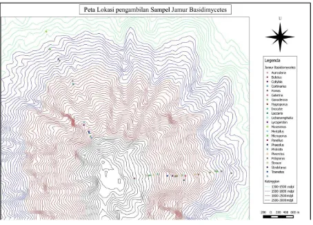 Tabel 1. Klasifikasi Jamur Basidiomycetes di Gunung Singgalang Sumatera Barat 