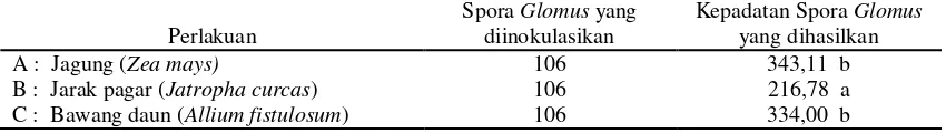 Tabel 1. Kepadatan spora Glomus hasil isolasi dari rizosfer Macaranga triloba pada tiga jenis tanaman inang dalam 5 g media tanam