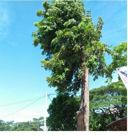 Gambar 1 Pohon Angsana 