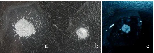 Gambar 3. Gelembung udara pada uji katalase bakteri isolat (a) SI-4 (b) SII-5 (c) SII-7 