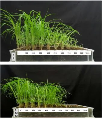 Gambar  1.  Pengaruh  iradiasi  sinar  gamma  terhadap  pertumbuhan  benih  sorgum  KS  dan  SMM    pada  dua  minggu setelah tanam 