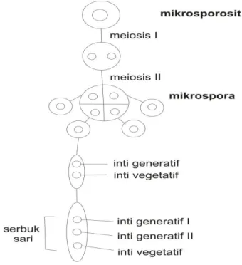 Gambar 1.15 Mikrosporogenesis   b.  Megasporogenesis 