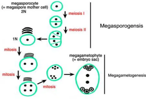 Gambar 1.16 Megasporogenesis 