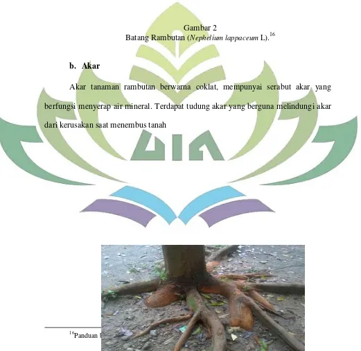 Batang Rambutan (Gambar 2 Nephelium lappaceum L).16 