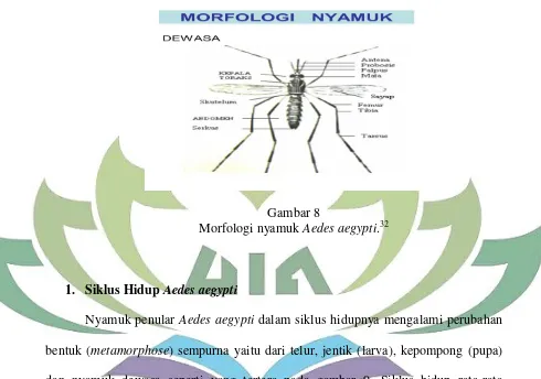 Morfologi nyamuk Gambar 8 Aedes aegypti.32 