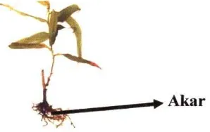 Gambar 2.1 Morfologi Tanaman Nepenthes reinwardtiana (Sumber: Anonim, 2008:1) 
