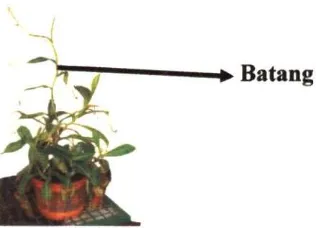 Gambar 2.3 Batang Nepenthes 