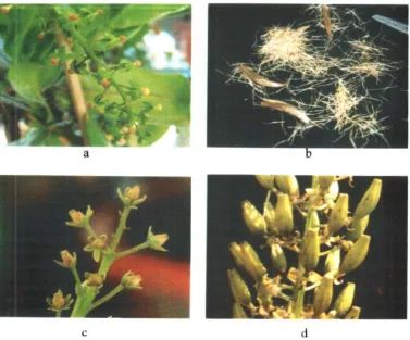 Gambar 2.4 Buah dan BijiKeterangan : a. Bunga Nepenthes reinwardtiana  Jantan, b. Biji siap tabur, c