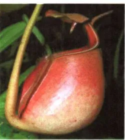 Gambar 2.5 Nepenthes bicalcarata (Sumber : Handoyo dan Maloedyn, 2006:21) 