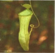 Gambar 2.8 Nepenthes 