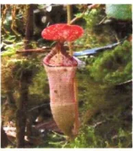 Gambar 2.11 Nepenthes burbidgeae (Sumber: Anonim, 2008:1) 