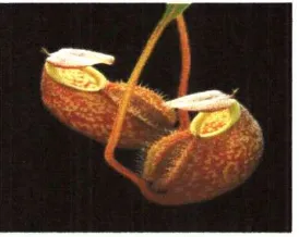 Gambar 2.12 Nepenthes fusca 