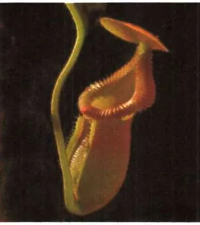 Gambar 2.14 Nepenthes macrophylla (Sumber ; Handoyo dan Maloedyn, 2006: 36) 