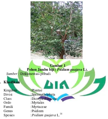                     Pohon Jambu biji Gambar 1  ( Psidium guajava L). 