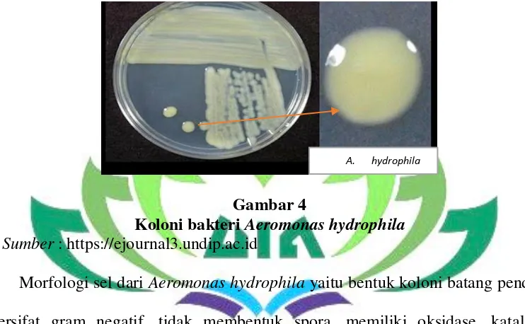 Koloni bakteri Gambar 4 Aeromonas hydrophila 