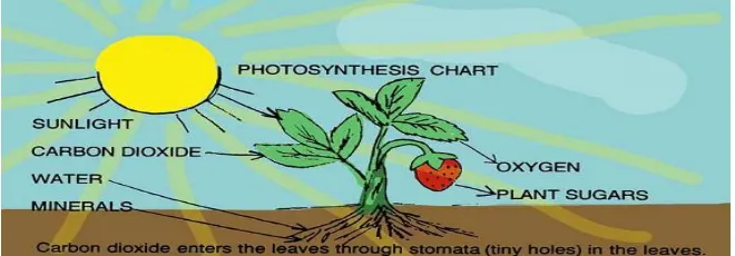 Gambar 1. Proses fotosintesis 