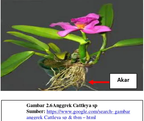 Gambar 2.6Anggrek Cattleya sp 
