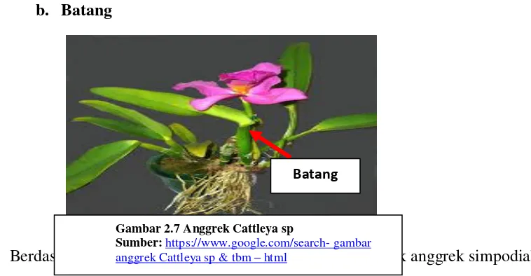 Gambar 2.7 Anggrek Cattleya sp 