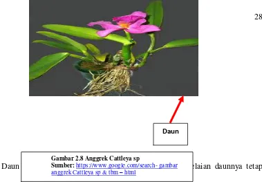 Gambar 2.8 Anggrek Cattleya sp 