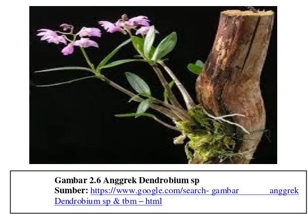 Gambar 2.6 Anggrek Dendrobium sp 