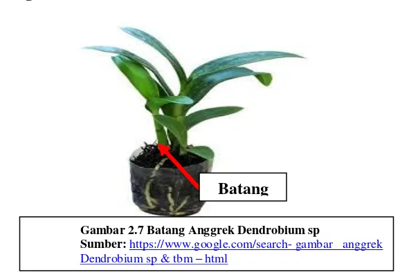 Gambar 2.7 Batang Anggrek Dendrobium sp  