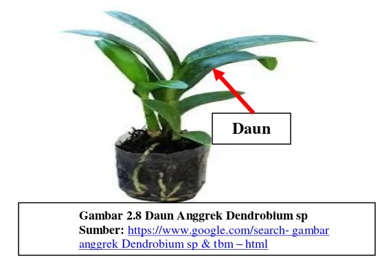 Gambar 2.8 Daun Anggrek Dendrobium sp  