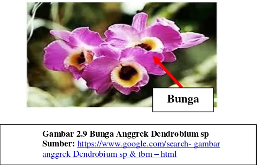 Gambar 2.9 Bunga Anggrek Dendrobium sp  
