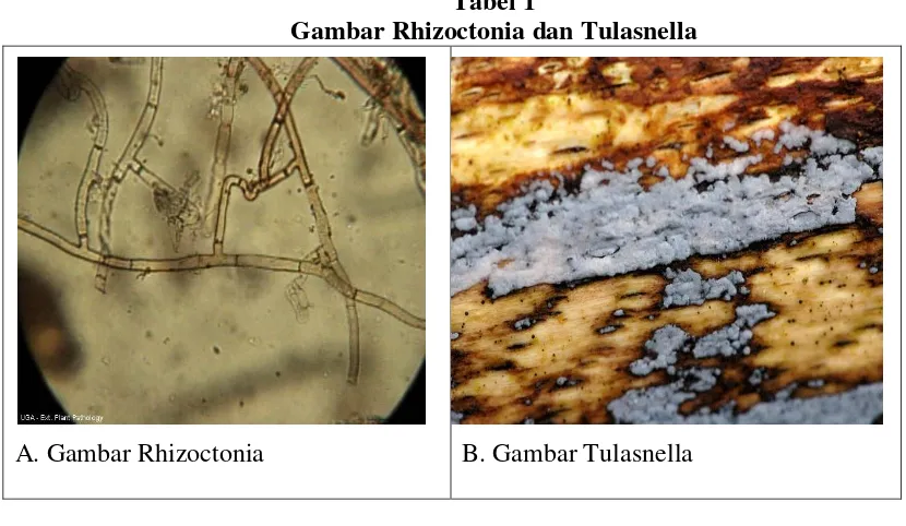 Tabel 1 Gambar Rhizoctonia dan Tulasnella 