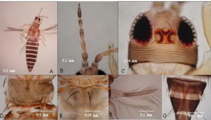 Gambar 1. Morfologi T. parvispinus (A, imago betina; B, antena; C, kepala; D, pronotum; E, metanotum; F, sayap; G, tergit VIII) 