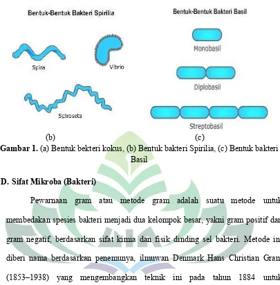 Gambar 1. (a) Bentuk bekteri kokus, (b) Bentuk bakteri Spirilia, (c) Bentuk bakteri 
