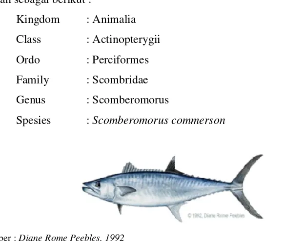 Gambar 1. Ikan Tenggiri (Scomberomorus commerson) 