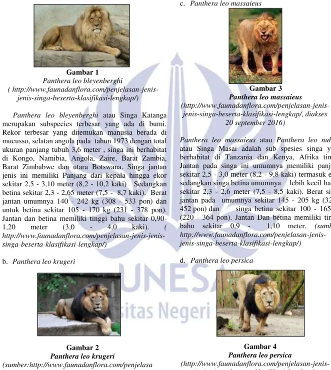 Gambar 1  Panthera leo bleyenberghi 