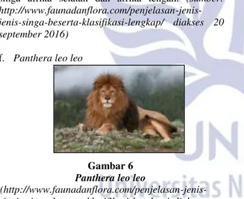 Gambar 5  Panthera leo senegalensis 