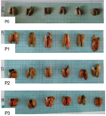Gambar 1. Diagram Batang Rerata berat paru-paru Tikus dari masing-masing kelompok perlakuan  