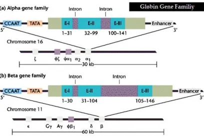 Gambar 2. ​kromosom 16 (atas) dan gen globin  Gen globin   α  dan  α-like pada         β  dan β-like pada kromosom 11 (bawah)(12)