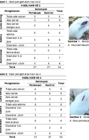 Gambar 2.  Kondisi luka tikus pada hari ke 4.  A. tikus perlakuan  B. tikus kontrol. 