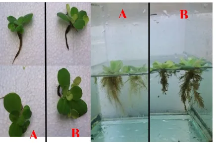 Gambar 2. A). Kondisi tanaman sebelum pengolahan, B). Kondisi tanaman setelah pengolahan 