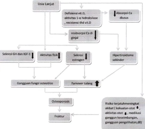 Gambar 2.3. Patogenesis osteoporosis Tipe II dan fraktur Sumber : Buku IPDL jilid 11 