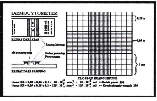 Gambar 2.2. Hemasitometer (Pumomo, 2004) 