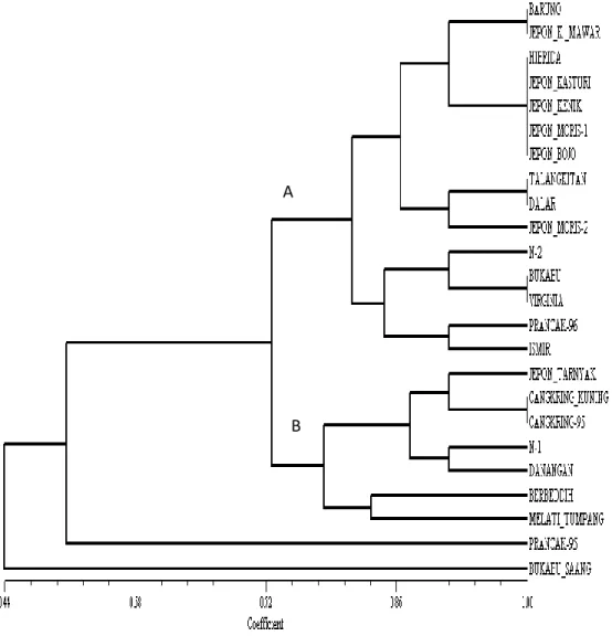 Gambar 2. Dendrogram hubungan kekerabatan tembakau madura  