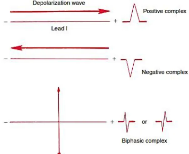 Gambar 2. Hubungan arah depolarisasi dengan gambaran EKG [1]