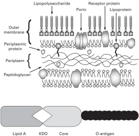 Fig. 3.5 Schematic representation of