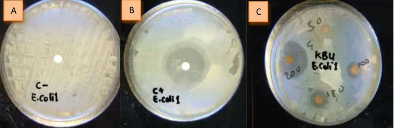 Gambar 2. Zona hambat terhadap bakteri  E. coli: A. Kontrol negatif; B. Kontrol positif;  C