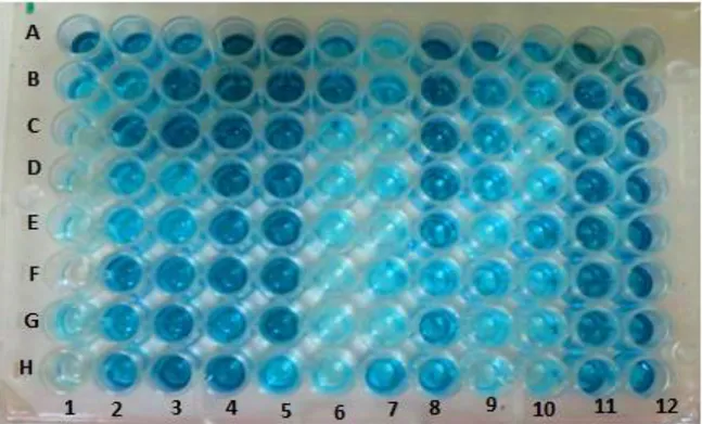 Gambar 1 Uji ELISA IgY pada kuning telur. Keterangan : A1-H1 : IgY kontrol dengan konsentrasi bertingkat (0  s/d 10 µg/ml); A2-12 s/d H2-12 : sampel kuning telur dari ayam yang divaksinasi antigen rabies 