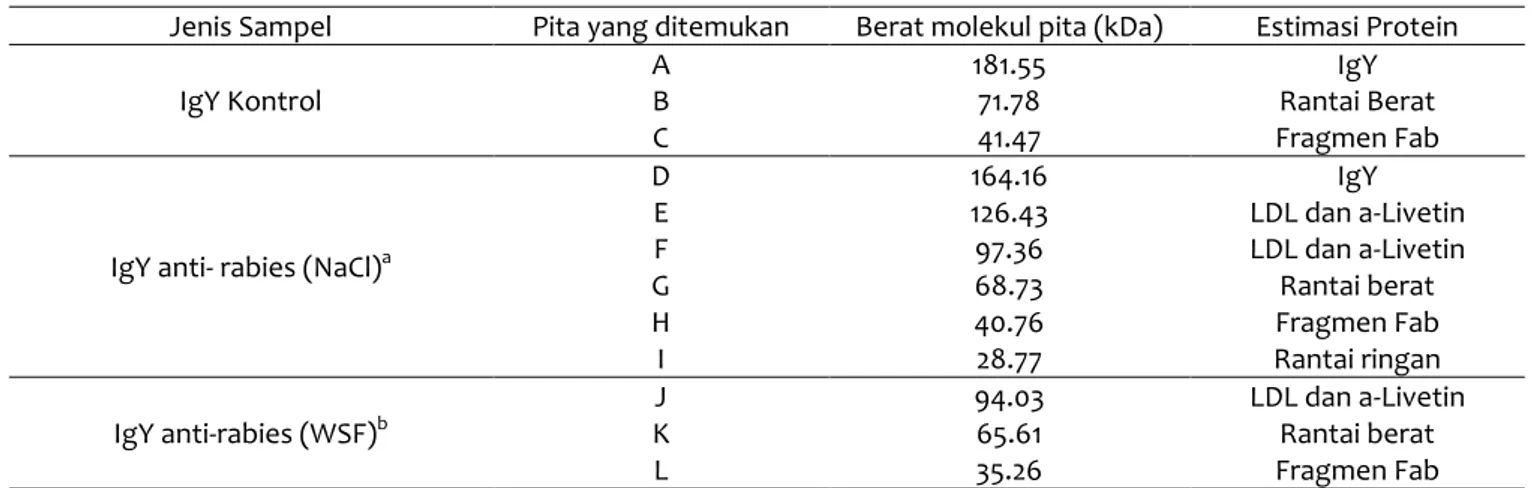 Tabel 2 Berat molekul komponen-pkomponen protein dan masing-masing pita penyusunnya 