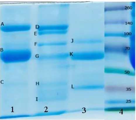 Gambar  2    Profil  pita  protein  (dalam  kDa)  IgY  spesifik  rabies  yang  telah    dipurifikasi
