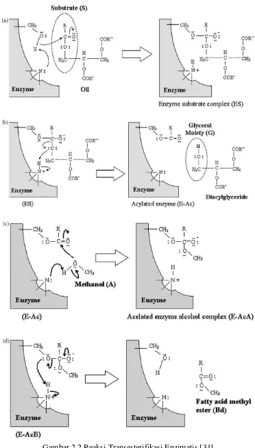 Gambar 2.2 Reaksi Transesterifikasi Enzimatis [31]  