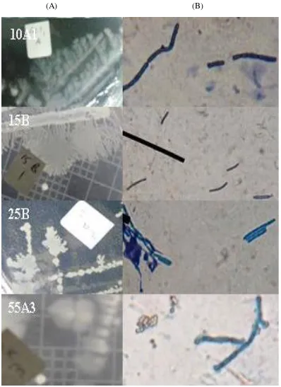 Gambar 3.(A) Morfologi koloni dan (B) morfologi sel bakteri pembentuk biofilm pada aplikasi klor aktif 10 mg/L (10A1), 15 mg/L (15B1), 25 mg/L (25B1), dan 55 mg/L (55A3)