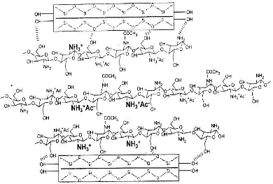 Gambar 4. Ilustrasi Struktur Komposit Bentonit-Kitosan (Longhinotti et al.,1998)